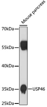 Western Blot: USP46 Antibody [NBP3-35794] - Western blot analysis of lysates from mouse pancreas, using USP46 Rabbit pAb at 1:1000 dilution.Secondary antibody: HRP-conjugated Goat anti-Rabbit IgG (H+L) at 1:10000 dilution.Lysates/proteins: 25ug per lane.Blocking buffer: 3% nonfat dry milk in TBST.Detection: ECL Basic Kit.Exposure time: 90s.