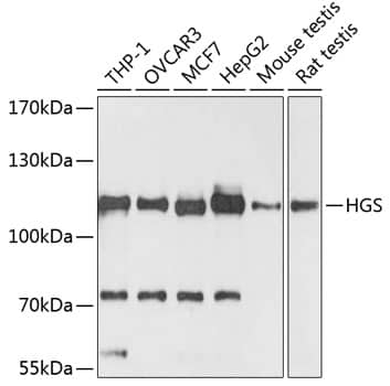 Western Blot: HGS Antibody [NBP3-35799] - Western blot analysis of various lysates using HGS Rabbit pAb at 1:3000 dilution.Secondary antibody: HRP-conjugated Goat anti-Rabbit IgG (H+L) at 1:10000 dilution.Lysates/proteins: 25ug per lane.Blocking buffer: 3% nonfat dry milk in TBST.Detection: ECL Basic Kit.Exposure time: 90s.