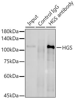 Immunoprecipitation: HGS Antibody [NBP3-35799] - Immunoprecipitation analysis of 300 ug extracts of HepG2 cells using 3 ug HGS antibody. Western blot was performed from the immunoprecipitate using HGS antibody at a dilution of  1:1000.