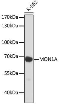 Western Blot: MON1A Antibody [NBP3-35801] - Western blot analysis of lysates from K-562 cells, using MON1A Rabbit pAb at 1:1000 dilution.Secondary antibody: HRP-conjugated Goat anti-Rabbit IgG (H+L) at 1:10000 dilution.Lysates/proteins: 25ug per lane.Blocking buffer: 3% nonfat dry milk in TBST.Detection: ECL Basic Kit.Exposure time: 2min.