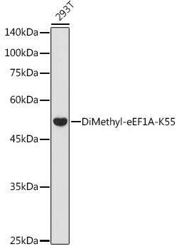 Western Blot: eEF1A1 [Dimethyl Lys55] Antibody [NBP3-35803] - Western blot analysis of lysates from 293T cells, using eEF1A1 Rabbit pAb at 1:1000 dilution.Secondary antibody: HRP-conjugated Goat anti-Rabbit IgG (H+L) at 1:10000 dilution.Lysates/proteins: 25ug per lane.Blocking buffer: 3% nonfat dry milk in TBST.Detection: ECL Basic Kit.Exposure time: 180s.