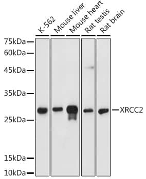 Western Blot XRCC2 Antibody