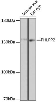 Western Blot PHLPP2 Antibody - BSA Free