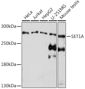 Western Blot: SETD1A Antibody [NBP3-35807] - Western blot analysis of various lysates using SETD1A Rabbit pAb at 1:1000 dilution.Secondary antibody: HRP-conjugated Goat anti-Rabbit IgG (H+L) at 1:10000 dilution.Lysates/proteins: 25ug per lane.Blocking buffer: 3% nonfat dry milk in TBST.Detection: ECL Enhanced Kit.Exposure time: 5min.