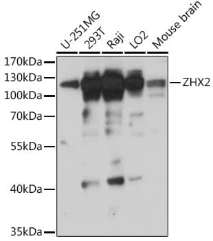 Western Blot: ZHX2 Antibody [NBP3-35808] - Western blot analysis of various lysates using ZHX2 Rabbit pAb at 1:1000 dilution.Secondary antibody: HRP-conjugated Goat anti-Rabbit IgG (H+L) at 1:10000 dilution.Lysates/proteins: 25ug per lane.Blocking buffer: 3% nonfat dry milk in TBST.Detection: ECL Basic Kit.Exposure time: 10s.