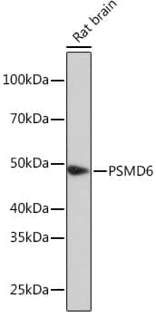 Western Blot: PSMD6 Antibody [NBP3-35811] - Western blot analysis of lysates from Rat brain, using PSMD6 Rabbit pAb at 1:1000 dilution.Secondary antibody: HRP-conjugated Goat anti-Rabbit IgG (H+L) at 1:10000 dilution.Lysates/proteins: 25ug per lane.Blocking buffer: 3% nonfat dry milk in TBST.Detection: ECL Enhanced Kit.Exposure time: 90s.