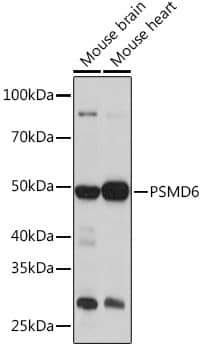 Western Blot: PSMD6 Antibody [NBP3-35811] - Western blot analysis of various lysates using PSMD6 Rabbit pAb at 1:1000 dilution.Secondary antibody: HRP-conjugated Goat anti-Rabbit IgG (H+L) at 1:10000 dilution.Lysates/proteins: 25ug per lane.Blocking buffer: 3% nonfat dry milk in TBST.Detection: ECL Basic Kit.Exposure time: 3min.