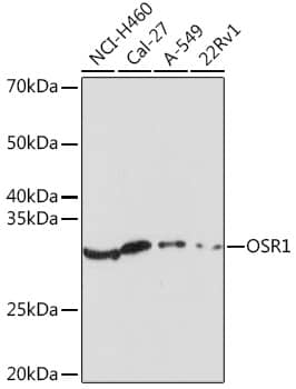 Western Blot: OSR1 Antibody [NBP3-35813] - Western blot analysis of various lysates using OSR1 Rabbit pAb at 1:1000 dilution.Secondary antibody: HRP-conjugated Goat anti-Rabbit IgG (H+L) at 1:10000 dilution.Lysates/proteins: 25ug per lane.Blocking buffer: 3% nonfat dry milk in TBST.Detection: ECL Enhanced Kit.Exposure time: 180s.