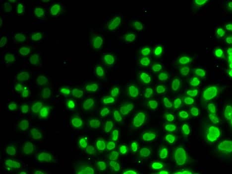 Immunocytochemistry/ Immunofluorescence: AUF1 Antibody [NBP3-35815] - Immunofluorescence analysis of U2OS cells using AUF1 Rabbit pAb.Secondary antibody: Cy3-conjugated Goat anti-Rabbit IgG (H+L) at 1:500 dilution.