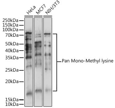 Western Blot Methyl-Lysine Antibody - BSA Free
