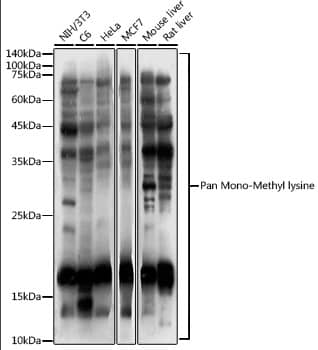 Western Blot: Methyl-Lysine Antibody [NBP3-35817] - Western blot analysis of various lysates using Methyl-Lysine Rabbit pAb at 1:1000 dilution.Secondary antibody: HRP-conjugated Goat anti-Rabbit IgG (H+L) at 1:10000 dilution.Lysates/proteins: 25ug per lane.Blocking buffer: 3% nonfat dry milk in TBST.Detection: ECL Basic Kit.Exposure time: 10s.