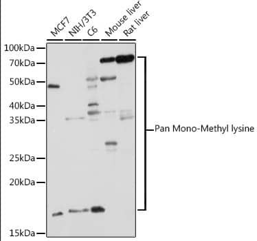Western Blot: Methyl-Lysine Antibody [NBP3-35817] - Western blot analysis of various lysates using Methyl-Lysine Rabbit pAb at 1:1000 dilution.Secondary antibody: HRP-conjugated Goat anti-Rabbit IgG (H+L) at 1:10000 dilution.Lysates/proteins: 25ug per lane.Blocking buffer: 3% nonfat dry milk in TBST.Detection: ECL Basic Kit.Exposure time: 3min.