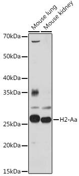 Western Blot H2A Antibody