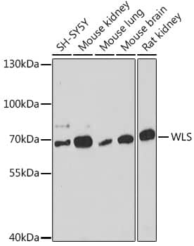 Western Blot: GPR177/WLS Antibody [NBP3-35821] - Western blot analysis of various lysates using GPR177/WLS Rabbit pAb at 1:1000 dilution.Secondary antibody: HRP-conjugated Goat anti-Rabbit IgG (H+L) at 1:10000 dilution.Lysates/proteins: 25ug per lane.Blocking buffer: 3% nonfat dry milk in TBST.Detection: ECL Basic Kit.Exposure time: 90s.