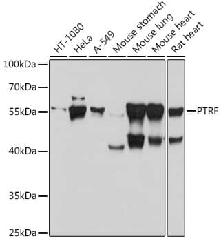 Western Blot: PTRF Antibody [NBP3-35822] - Western blot analysis of various lysates using PTRF Rabbit pAb at 1:1000 dilution.Secondary antibody: HRP-conjugated Goat anti-Rabbit IgG (H+L) at 1:10000 dilution.Lysates/proteins: 25ug per lane.Blocking buffer: 3% nonfat dry milk in TBST.Detection: ECL Basic Kit.Exposure time: 10s.