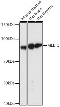 Western Blot: MLLT1 Antibody [NBP3-35824] - Western blot analysis of various lysates using MLLT1 Rabbit pAb at 1:1000 dilution.Secondary antibody: HRP-conjugated Goat anti-Rabbit IgG (H+L) at 1:10000 dilution.Lysates/proteins: 25ug per lane.Blocking buffer: 3% nonfat dry milk in TBST.Detection: ECL Basic Kit.Exposure time: 5s.