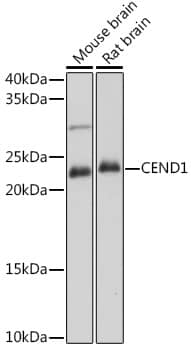 Western Blot: CEND1 Antibody [NBP3-35827] - Western blot analysis of various lysates using CEND1 Rabbit pAb at 1:1000 dilution.Secondary antibody: HRP-conjugated Goat anti-Rabbit IgG (H+L) at 1:10000 dilution.Lysates/proteins: 25ug per lane.Blocking buffer: 3% nonfat dry milk in TBST.Detection: ECL Basic Kit.Exposure time: 180s.