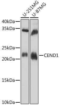 Western Blot: CEND1 Antibody [NBP3-35827] - Western blot analysis of various lysates using CEND1 Rabbit pAb at 1:1000 dilution.Secondary antibody: HRP-conjugated Goat anti-Rabbit IgG (H+L) at 1:10000 dilution.Lysates/proteins: 25ug per lane.Blocking buffer: 3% nonfat dry milk in TBST.Detection: ECL Basic Kit.Exposure time: 60s.