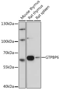 Western Blot GTPBP6 Antibody