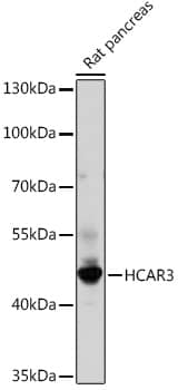 Western Blot: GPR109B/HM74 Antibody [NBP3-35830] - Western blot analysis of lysates from Rat pancreas, using GPR109B/HM74 Rabbit pAb at 1:1000 dilution.Secondary antibody: HRP-conjugated Goat anti-Rabbit IgG (H+L) at 1:10000 dilution.Lysates/proteins: 25ug per lane.Blocking buffer: 3% nonfat dry milk in TBST.Detection: ECL Basic Kit.Exposure time: 120s.