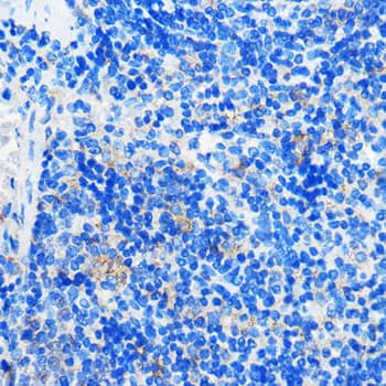 Immunohistochemistry GPR109B/HM74 Antibody - BSA Free