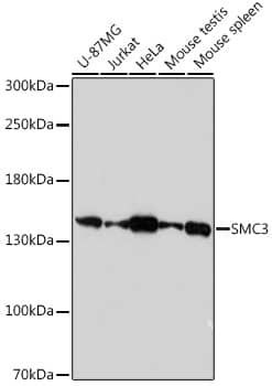 Western Blot: SMC3 Antibody [NBP3-35831] - Western blot analysis of various lysates using SMC3 Rabbit pAb at 1:1000 dilution.Secondary antibody: HRP-conjugated Goat anti-Rabbit IgG (H+L) at 1:10000 dilution.Lysates/proteins: 25ug per lane.Blocking buffer: 3% nonfat dry milk in TBST.Detection: ECL Basic Kit.Exposure time: 90s.