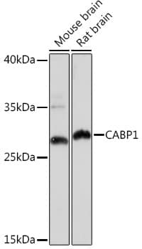 Western Blot CABP1 Antibody