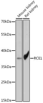 Western Blot RCE1 Antibody