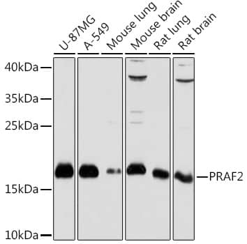 Western Blot JM4 Antibody