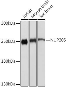 Western Blot: NUP205 Antibody [NBP3-35839] - Western blot analysis of various lysates using NUP205 Rabbit pAb at 1:1000 dilution.Secondary antibody: HRP-conjugated Goat anti-Rabbit IgG (H+L) at 1:10000 dilution.Lysates/proteins: 25ug per lane.Blocking buffer: 3% nonfat dry milk in TBST.Detection: ECL Basic Kit.Exposure time: 30s.