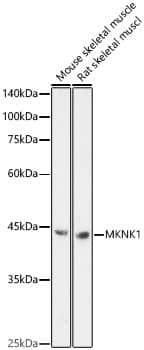 Western Blot: MNK1 Antibody [NBP3-35840] - Western blot analysis of various lysates, using MNK1 Rabbit pAb at 1:1000 dilution.Secondary antibody: HRP-conjugated Goat anti-Rabbit IgG (H+L) at 1:10000 dilution.Lysates/proteins: 25ug per lane.Blocking buffer: 3% nonfat dry milk in TBST.Detection: ECL Enhanced Kit.Exposure time: 180s.