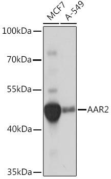 Western Blot AAR2 Antibody - BSA Free