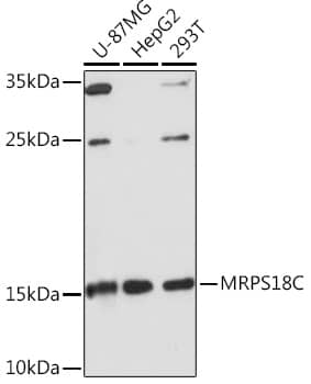 Western Blot Mitochondrial Ribosomal Protein S18C Antibody - BSA Free