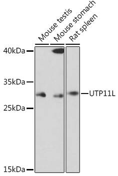 Western Blot: UTP11L Antibody [NBP3-35848] - Western blot analysis of various lysates using UTP11L Rabbit pAb at 1:1000 dilution.Secondary antibody: HRP-conjugated Goat anti-Rabbit IgG (H+L) at 1:10000 dilution.Lysates/proteins: 25ug per lane.Blocking buffer: 3% nonfat dry milk in TBST.Detection: ECL Basic Kit.Exposure time: 30s.