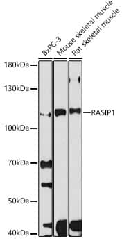 Western Blot: RAIN Antibody [NBP3-35851] - Western blot analysis of various lysates using RAIN Rabbit pAb at 1:1000 dilution.&lt;br/&gt;Secondary antibody: HRP-conjugated Goat anti-Rabbit IgG (H+L) at 1:10000 dilution.&lt;br/&gt;Lysates/proteins: 25ug per lane.&lt;br/&gt;Blocking buffer: 3% nonfat dry milk in TBST.&lt;br/&gt;Detection: ECL Basic Kit.&lt;br/&gt;Exposure time: 60s.