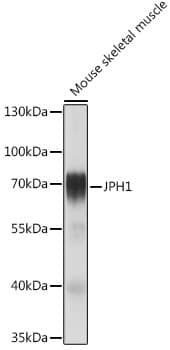 Western Blot: JPH1 Antibody [NBP3-35854] - Western blot analysis of lysates from Mouse skeletal muscle, using JPH1 Rabbit pAb at 1:1000 dilution.Secondary antibody: HRP-conjugated Goat anti-Rabbit IgG (H+L) at 1:10000 dilution.Lysates/proteins: 25ug per lane.Blocking buffer: 3% nonfat dry milk in TBST.Detection: ECL Basic Kit.Exposure time: 1s.