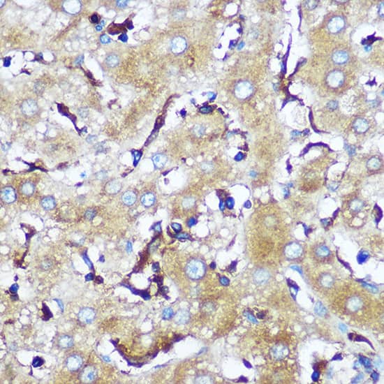 Immunohistochemistry SERINC1 Antibody