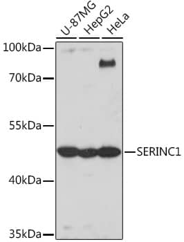 Western Blot SERINC1 Antibody