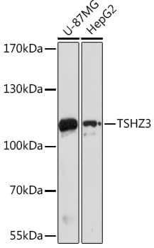 Western Blot: ZNF537 Antibody [NBP3-35856] - Western blot analysis of various lysates using ZNF537 Rabbit pAb at 1:1000 dilution.Secondary antibody: HRP-conjugated Goat anti-Rabbit IgG (H+L) at 1:10000 dilution.Lysates/proteins: 25ug per lane.Blocking buffer: 3% nonfat dry milk in TBST.Detection: ECL Basic Kit.Exposure time: 60s.