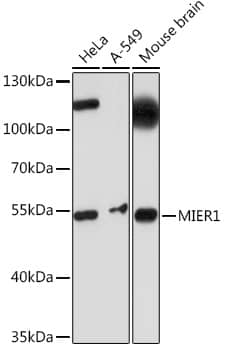 Western Blot: MIER1 Antibody [NBP3-35857] - Western blot analysis of various lysates using MIER1 Rabbit pAb at 1:1000 dilution.Secondary antibody: HRP-conjugated Goat anti-Rabbit IgG (H+L) at 1:10000 dilution.Lysates/proteins: 25ug per lane.Blocking buffer: 3% nonfat dry milk in TBST.Detection: ECL Basic Kit.Exposure time: 10s.