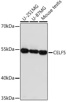 Western Blot: BRUNOL5 Antibody [NBP3-35858] - Western blot analysis of various lysates using BRUNOL5 Rabbit pAb at 1:1000 dilution.Secondary antibody: HRP-conjugated Goat anti-Rabbit IgG (H+L) at 1:10000 dilution.Lysates/proteins: 25ug per lane.Blocking buffer: 3% nonfat dry milk in TBST.Detection: ECL Enhanced Kit.Exposure time: 180s.