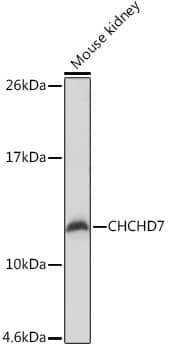 Western Blot CHCHD7 Antibody