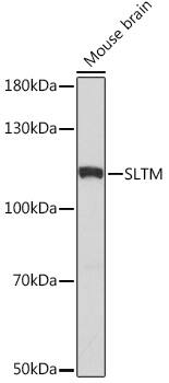 Western Blot: SLTM Antibody [NBP3-35860] - Western blot analysis of lysates from Mouse brain, using SLTM Rabbit pAb at 1:1000 dilution.Secondary antibody: HRP-conjugated Goat anti-Rabbit IgG (H+L) at 1:10000 dilution.Lysates/proteins: 25ug per lane.Blocking buffer: 3% nonfat dry milk in TBST.Detection: ECL Basic Kit.Exposure time: 30s.