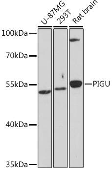 Western Blot PIGU Antibody