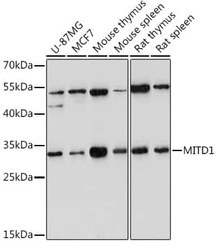 Western Blot: MITD1 Antibody [NBP3-35868] - Western blot analysis of various lysates using MITD1 Rabbit pAb at 1:1000 dilution.Secondary antibody: HRP-conjugated Goat anti-Rabbit IgG (H+L) at 1:10000 dilution.Lysates/proteins: 25ug per lane.Blocking buffer: 3% nonfat dry milk in TBST.Detection: ECL Enhanced Kit.Exposure time: 180s.