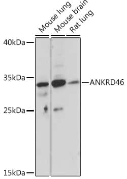 Western Blot ANKRD46 Antibody - BSA Free