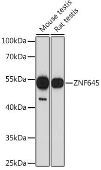 Western Blot: ZNF645 Antibody [NBP3-35872] - Western blot analysis of various lysates using ZNF645 Rabbit pAb at 1:1000 dilution.Secondary antibody: HRP-conjugated Goat anti-Rabbit IgG (H+L) at 1:10000 dilution.Lysates/proteins: 25ug per lane.Blocking buffer: 3% nonfat dry milk in TBST.Detection: ECL Basic Kit.Exposure time: 180s.