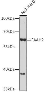 Western Blot FAAH2 Antibody