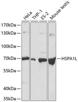 Western Blot: HspA1L Antibody [NBP3-35875] - Western blot analysis of various lysates using HspA1L Rabbit pAb at 1:500 dilution.Secondary antibody: HRP-conjugated Goat anti-Rabbit IgG (H+L) at 1:10000 dilution.Lysates/proteins: 25ug per lane.Blocking buffer: 3% nonfat dry milk in TBST.