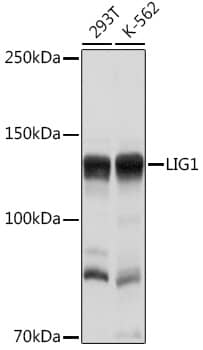 Western Blot: DNA Ligase I Antibody [NBP3-35879] - Western blot analysis of various lysates using DNA Ligase I Rabbit pAb at 1:1000 dilution.Secondary antibody: HRP-conjugated Goat anti-Rabbit IgG (H+L) at 1:10000 dilution.Lysates/proteins: 25ug per lane.Blocking buffer: 3% nonfat dry milk in TBST.Detection: ECL Basic Kit.Exposure time: 1s.
